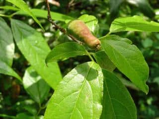 Planting chimonanthus