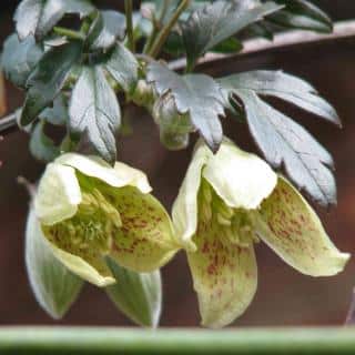 Clematis cirrhosa balearica