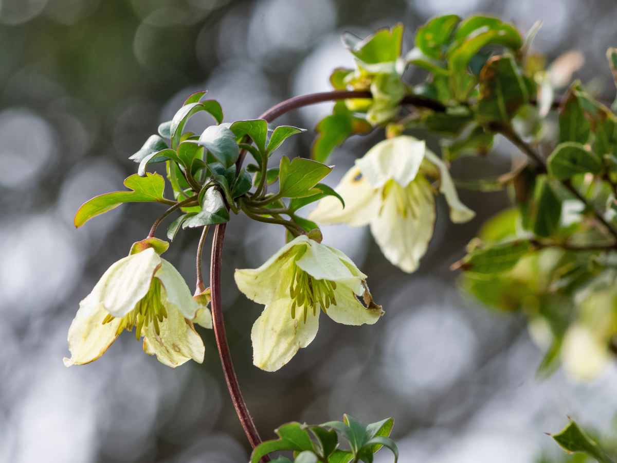 Clematis cirrhosa - Early Virgin's bower