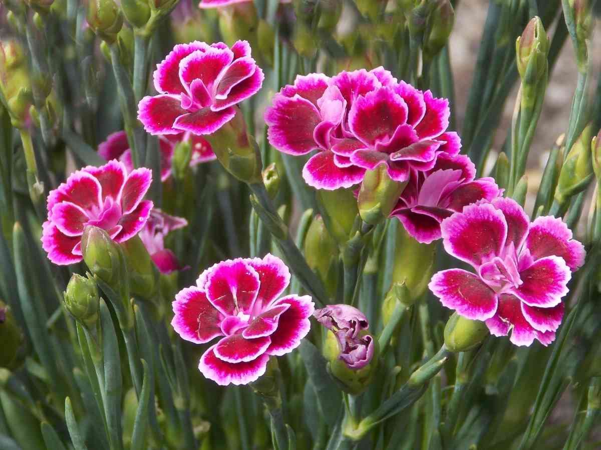 clove pink carnation