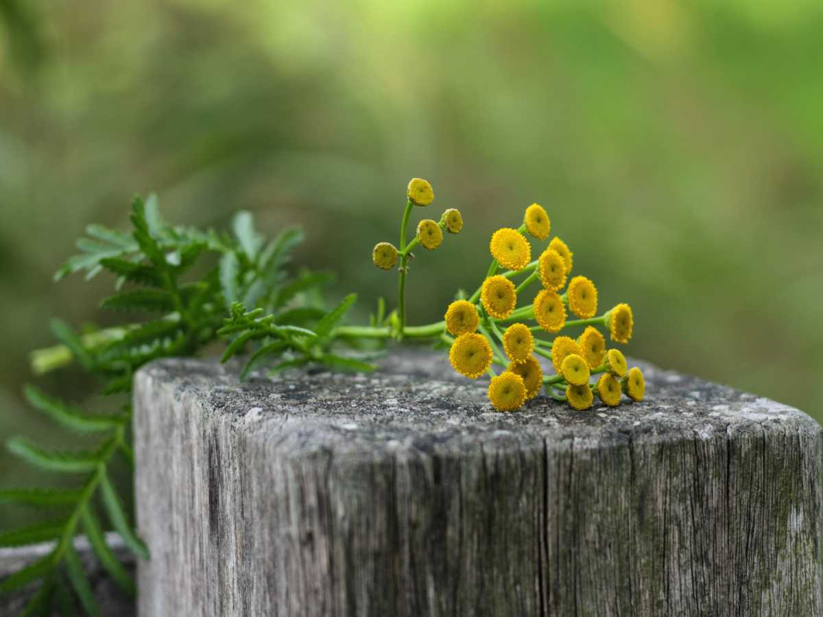 Costmary benefits