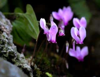 Disease pest cyclamen