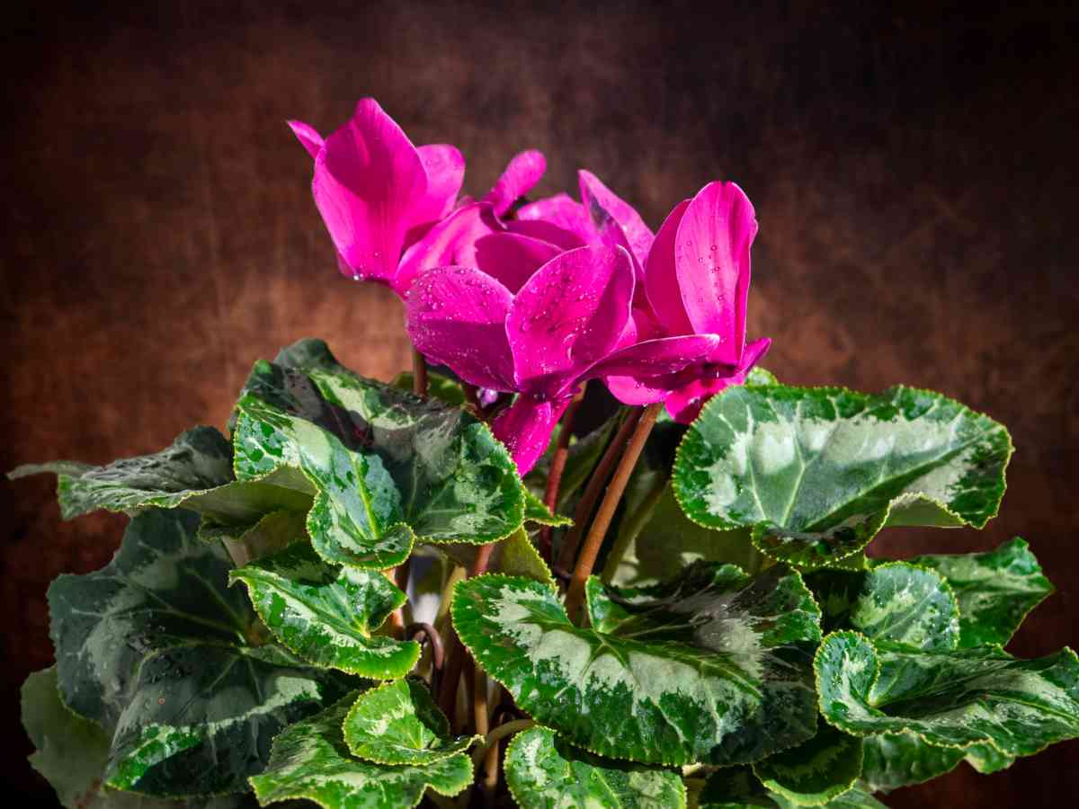 Cyclamen