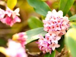 Daphne varieties