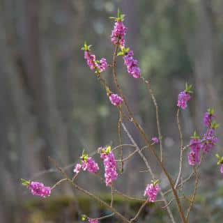 Daphne pruning