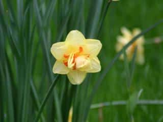 Varieties of double daffodil