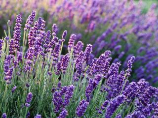 English lavender