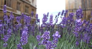 english lavender landscaping