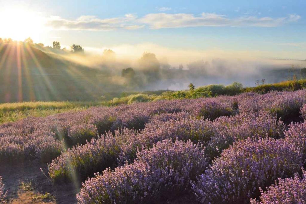 Varieties of English lavender