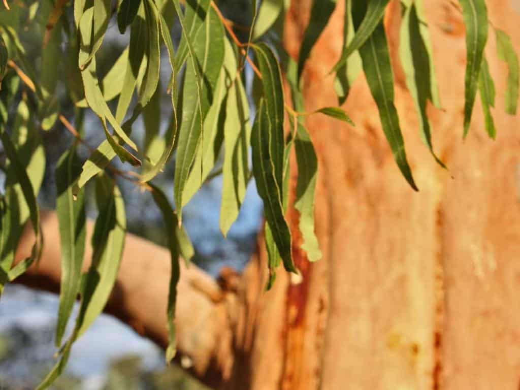 Eucalyptus