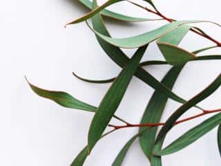 Eucalyptus bronchitis treatment