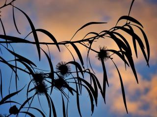 Eucalyptus care