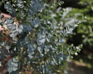 Eucalyptus offshoots