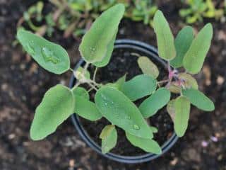 Planting eucalyptus