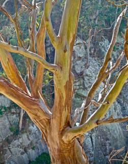 Pruning eucalyptus