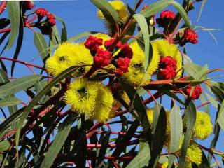 Eucalyptus species varieties