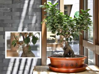 new ficus bonsai graft