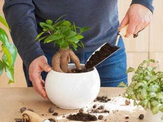 Repotting ficus microcarpa