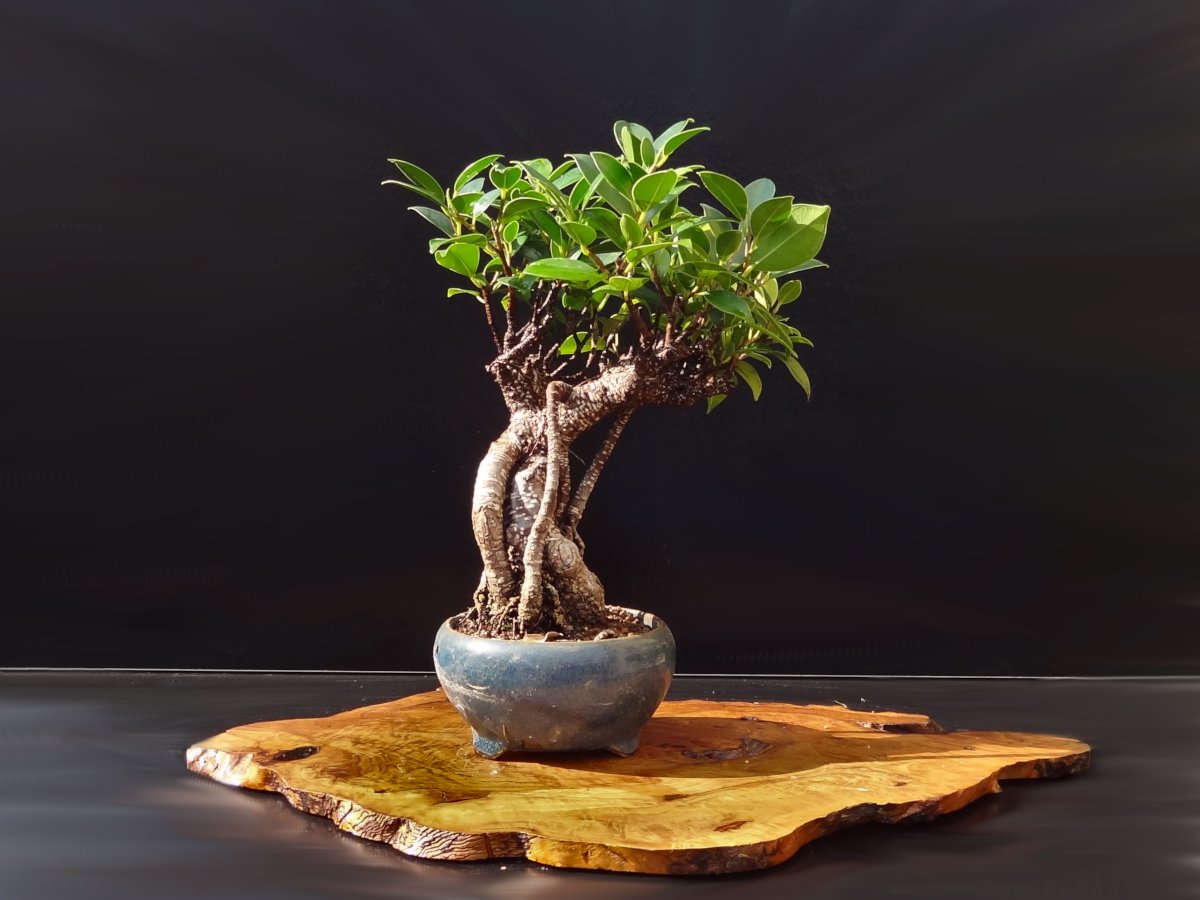 Ficus microcarpa