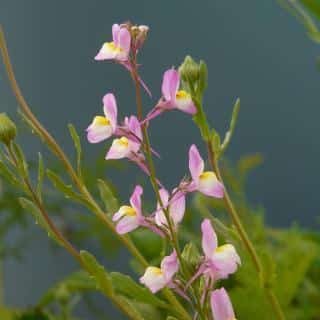 Growing flax benefit