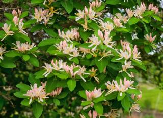 Fragrant flowers for winter