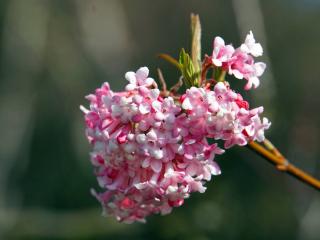 Fragrant winter flowers