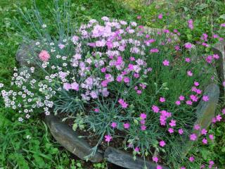 Caring for garden pink