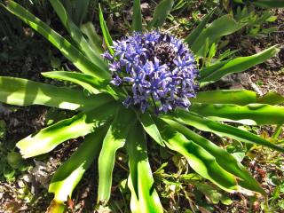 Giant squill