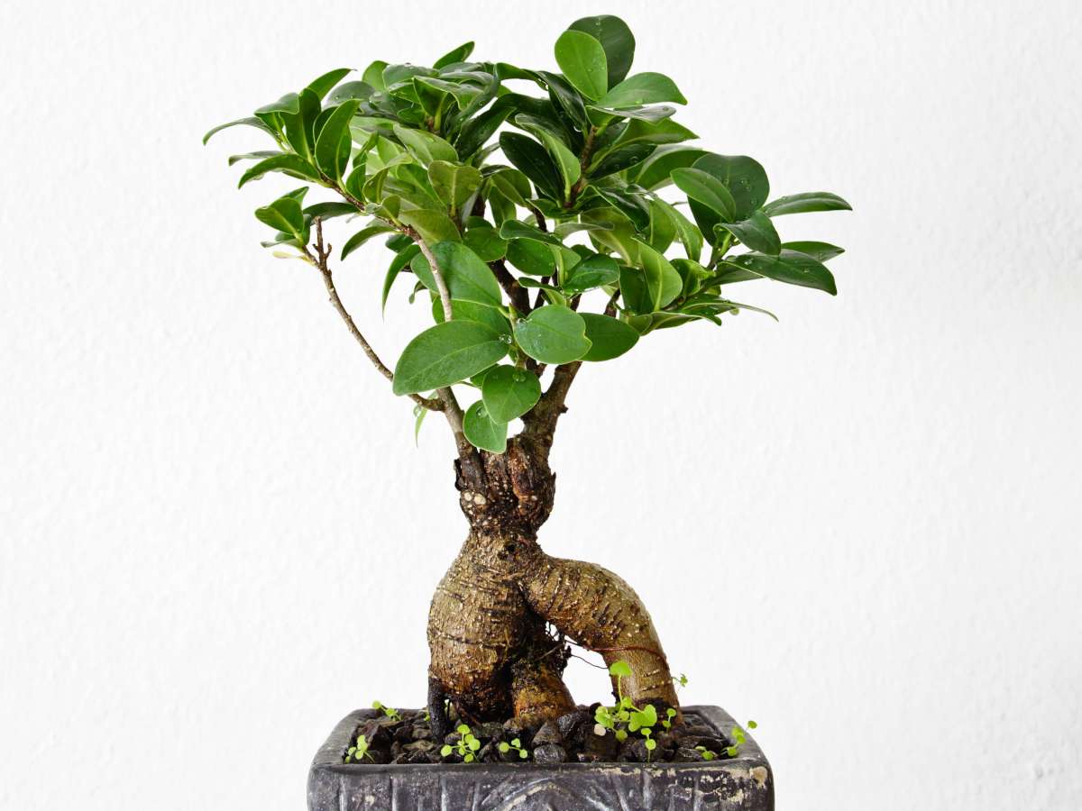 Graft on ficus bonsai