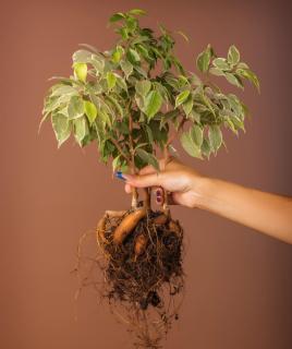 Ficus root