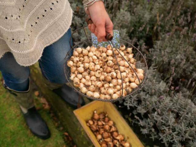 Planting grape hyacinth