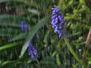 watering grape hyacinth