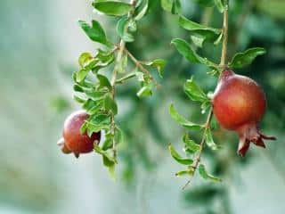 Benefits of growing pomegranate