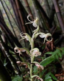 Habenaria ciliolaris - Eye-Lash Habenaria