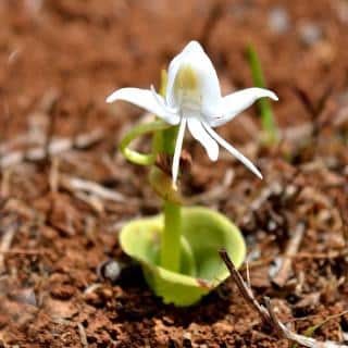 Habenaria grandiforiformis - single-leaf habenaria