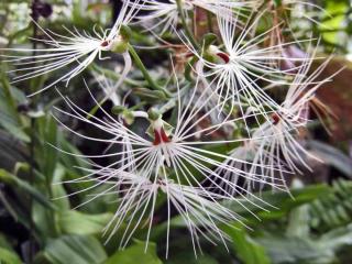 Habenaria medusae - Medusa orchid