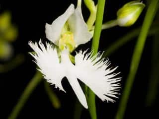Habenaria orchids