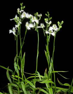 Habenaria radiata - Egret Flower