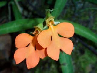 Habenaria rhodocheila - Red-Lipped Habenaria