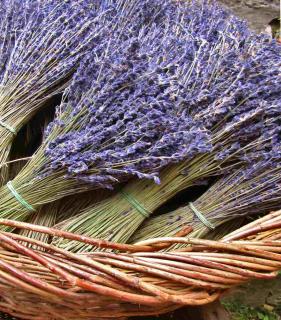 Harvesting English lavender