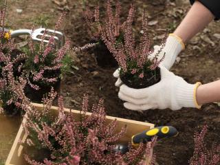 planting heather