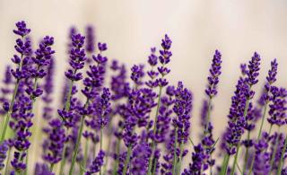 Hidcote english lavender