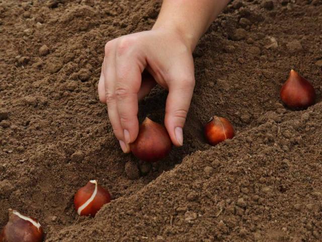 How to plant tulip