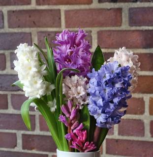 Hyacinth bouquet