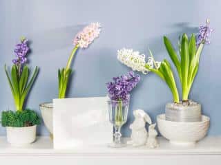 ideas for bulb flower pots