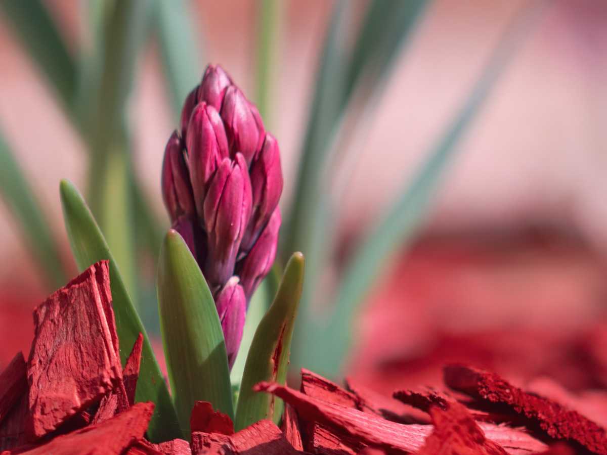 Indoor hyacinth planted outdoors