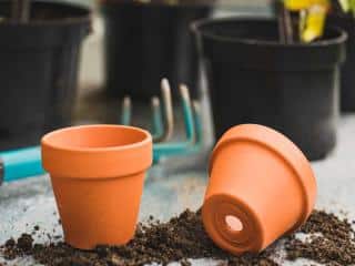 Prepare pots and soil in January