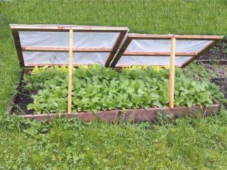 Sow under cold frame in January