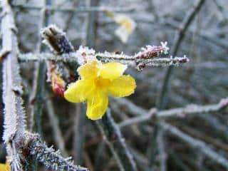 Planting winter jasmine