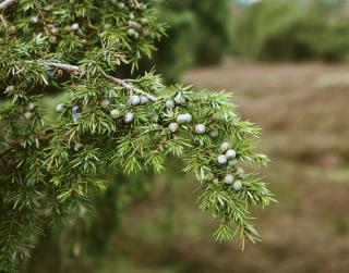 Juniper care